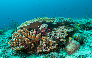 Korallen auf dem Meeresgrund