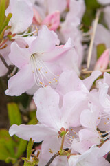 White Azalea flowers. Rhododendron Diamant Himmelblau. Buds on a bush. Spring pink flower background