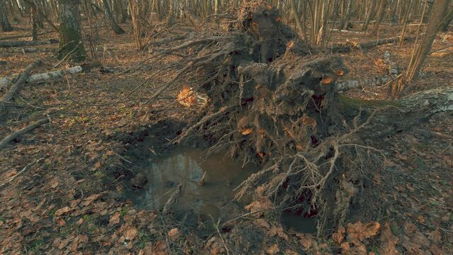 Wet Fallen Tree Trunk In Spring Forest. Fallen Tree With Roots Out Of Soil. Fallen Trees Of Virgin Forest. Steadicam Shot.