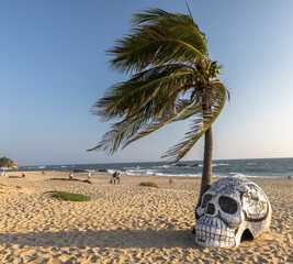 palm tree on the beach mexican skull mexico