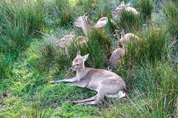 Deer lie in the tall grass. Mammals at midday rest. Animal photo