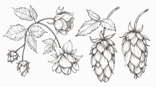 Set of Four elegant botanical drawings of hop parts.