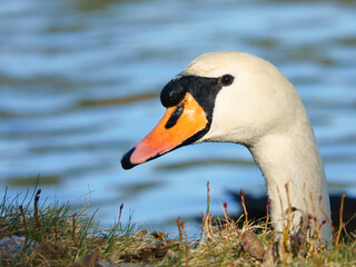 Mute swan head protruding over bank stabilization. Drops of water on the plumage.