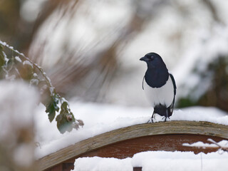 European Magpie , Pica pica sitting on wooden fance , front view 