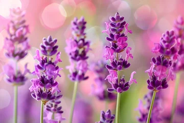 Fototapeten Lavender flowers in bloom. Closeup of lavender flowers blooming . © Ghulam