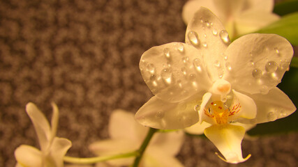 Orchid with dewdrops on the petals. Orchid stem with flowers against a background