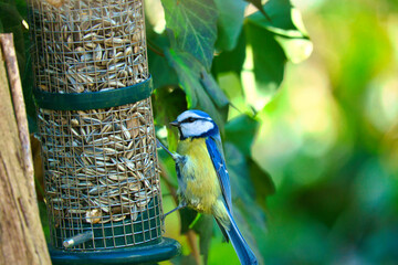 Blue tit feeding at a feeder. Bird species finch. Colorful bird from the animal world