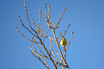 Blue tit on a branch of a tree in front of a blue sky. Bird species finch. Bird