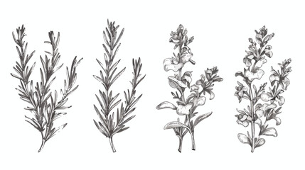 Set of Four monochrome drawings of rosemary plants wi