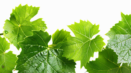 Close up fresh Green grape leaves isolated on white - obrazy, fototapety, plakaty