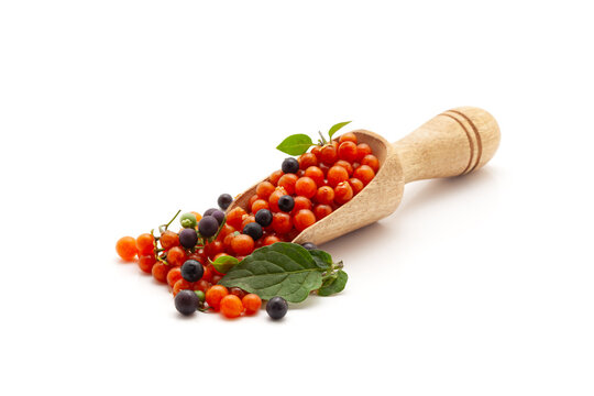 Front view of a wooden scoop filled with Fresh Organic Red and Black nightshade or Makoy (Solanum nigrum) fruit. Isolated on a white background.