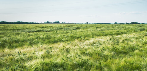View of a field with grown grain