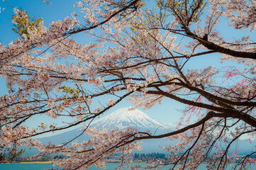 Mount Fuji in springtime with cherry tree in full bloom,at Lake kawaguchiko in japan. - 789042300