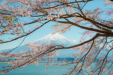 Mount Fuji in springtime with cherry tree in full bloom,at Lake kawaguchiko in japan. - 789042343