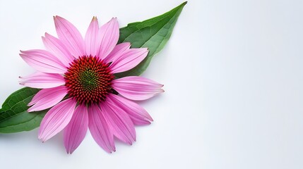 Echinacea pink flower creative layout Coneflower with leaves isolated on white background Floral design element Plant for alternative medicine and homeopathy Top view flat lay : Generative AI