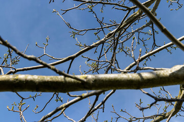 blooming walnut tree in the orchard