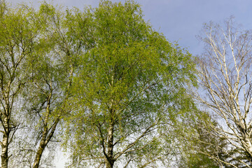 deciduous trees in the spring season during the day