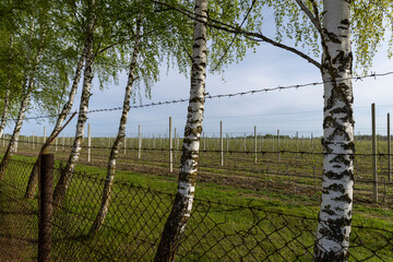 Obraz premium low young apple trees with the first foliage in cloudy weather