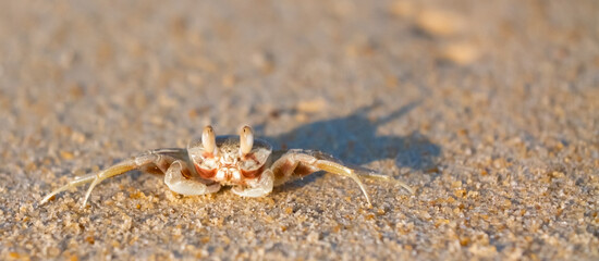 A crab on the beach is running on the white sand. Exotic animals in the resorts of tropical islands. The concept of a beach holiday in the tropics.