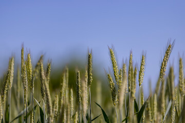 Fototapeta premium green wheat cereals in the field in summer before ripening