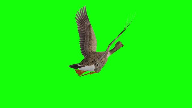 Wild Goose Waterfowl Bird - Bean, Taiga, Tundra Breed - Flying Loop - Back Angle View CU - Green Screen - Realistic 3D animation isolated on chroma key background