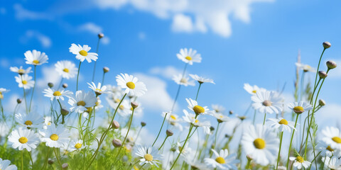 Idyllic Summer Field with Blooming Daisies under Sunny Blue Sky - obrazy, fototapety, plakaty