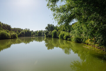 Lake in the park with green trees