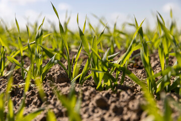 wheat field with green grass in sunny weather