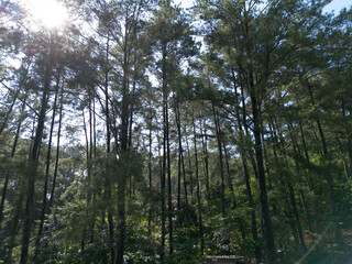 Obraz premium Pine trees illuminated by the backlight of the rising sun, casting a serene and enchanting glow, perfect for nature-themed visuals.