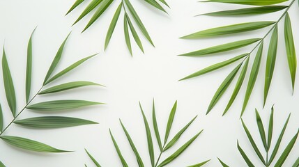Obraz premium green palm leaf branches on white background flat lay top view : Generative AI