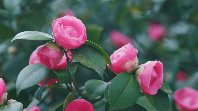 Camellia Japonica Pink Flowers. Japanese Camellia Flower With Green Leaves.