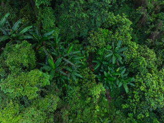 Aerial view of beautiful tropical forest mountain landscape in summer