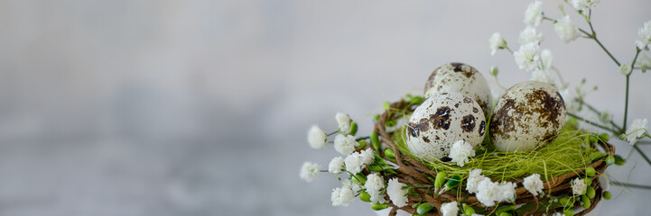 banner of close-up of three Easter quail eggs in a green nest around white spring flowers. Happy Easter concept. soft focus. copy space