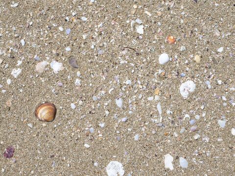渚百選で選ばれた美しい海岸を散歩し、出会った貝殻たち