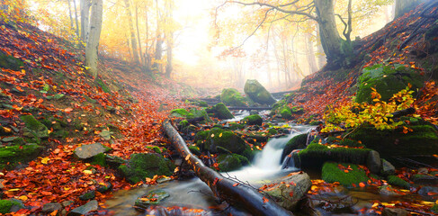 perfect autumn landscape, unbelievable morning in the forest, fast stream between beech trees and gold leaves