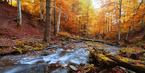 perfect autumn landscape, unbelievable morning in the forest, fast stream between beech trees and gold leaves