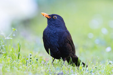 proud common blackbird in mating season
