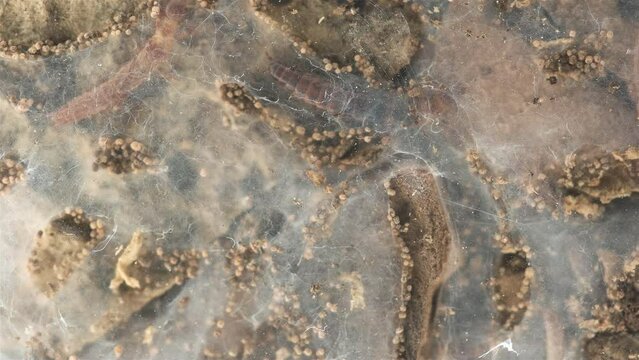 Relic insecta Embia savignyi under a microscope, family Embiidae, feed on decaying plant remains, build silk passages along which they move.