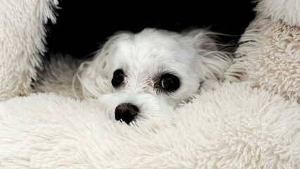 Close-up of a white Maltese lying in her house.