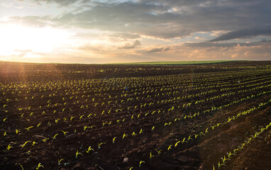  Sunrise over a field of young corn. - 789056763