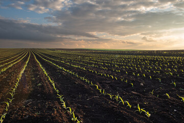  Sunrise over a field of young corn. - 789056908