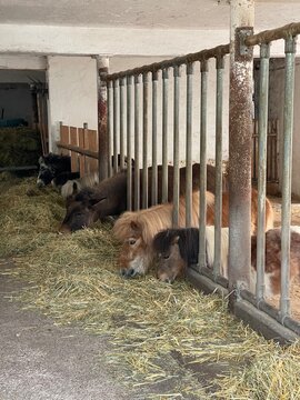 Ponys auf dem Bauernhof