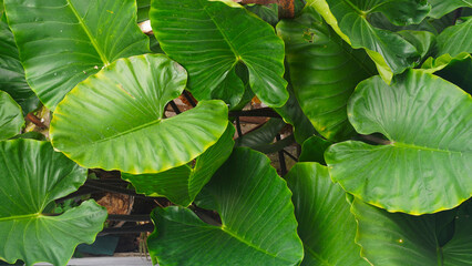 Ornamental decoration plant Heirloom alocasia broad leaf evergreen plant from above