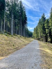 Fototapeta na wymiar Wandern in Erhwald, Tirol