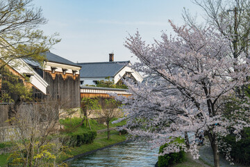 京都伏見 豪川河川敷の春景色 - 789061556