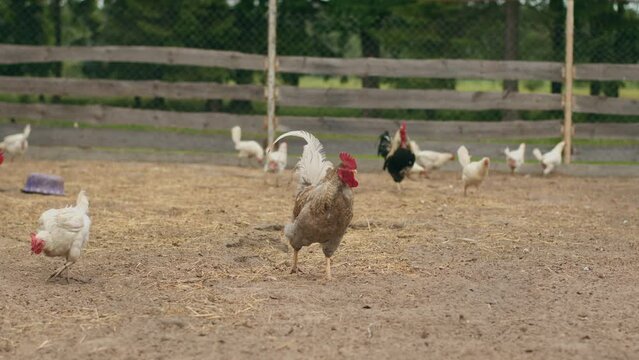 Flock of chickens and roosters walk in paddock on farm and peck at grain scattered on ground. Keeping livestock and poultry in special premises on land plot of an agricultural entrepreneur