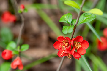 Japanese quince (Chaenomeles japonica) close up.