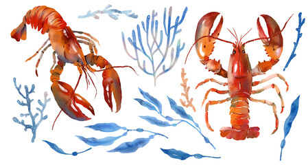 Watercolor lobster, blue algae, corals,. Fresh organic food. Watercolor digital illustration, png with transparent background
