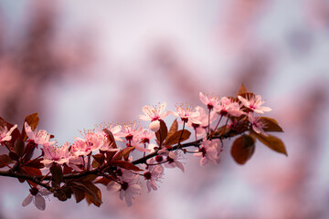 cherry blossom with blurred sky background