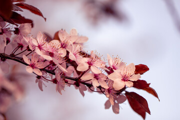 cherry blossom with blurred sky background